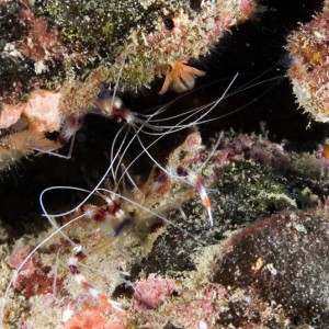 Banded Coral Shrimp