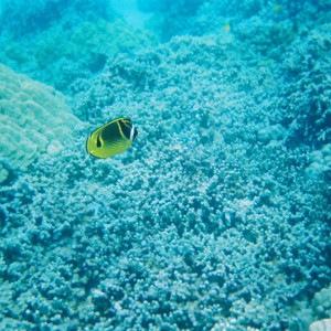 Butterfly fish (July 2006 in the Place of Refuge in Kona, Hawaii)