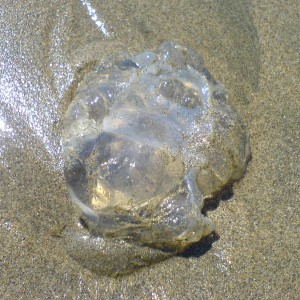 Dead Jellyfish (July 2006)