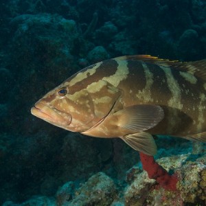 Grouper