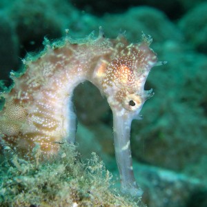 spiny seahorse