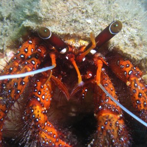 shell-breaking hermit crab