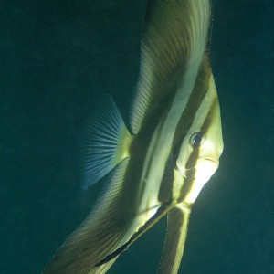 juvenile teira batfish