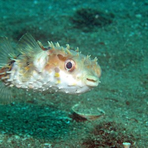 long-spined porcupinefish