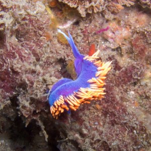 spanish shawl nudibranch