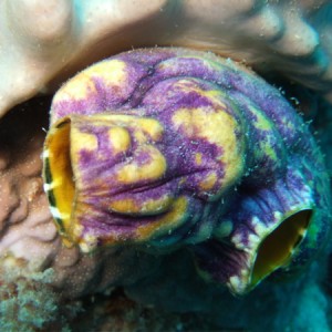 Purple and Yellow Tunicate (Polycarpa Aurata)