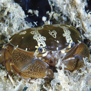 crab16
