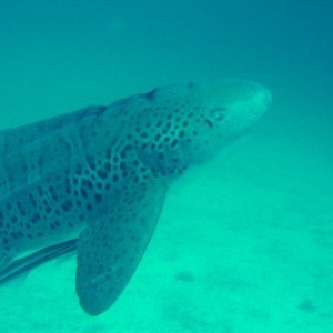 zebrashark1