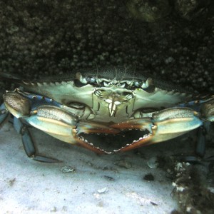 blue crab - destin jetties