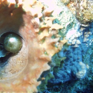 Glass Ball algae in Sponge