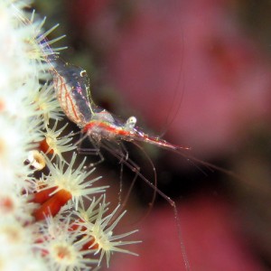 Glassy Shrimp (Drop-Off)