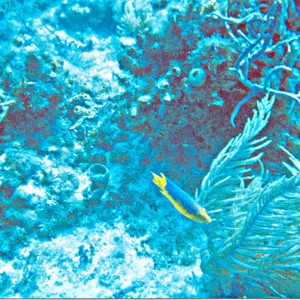 Conch Reef - Islamorada 7-04