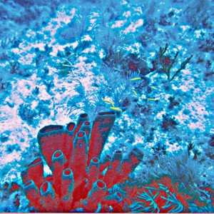 Conch Reef - Islamorada 7-04