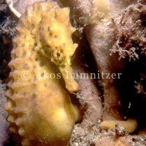 Big-bellied seahorse