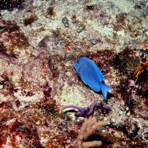 OneBlueFish