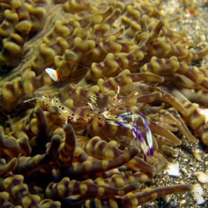 Translecent Shrimp (Gilimanuak)