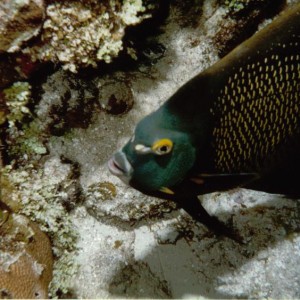 ANGELFISH_Cozumel