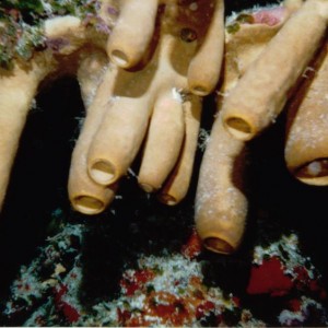 Pipes_Cozumel