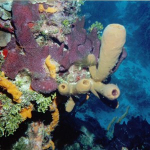 SOFT_CORAL_on_a_wall_cozumel