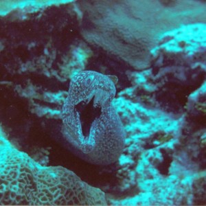 SPOTTED_EEL_Cozumel