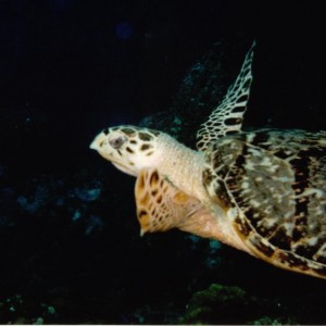 Turtle_cozumel