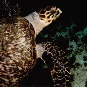 TURTLE_cozumel1