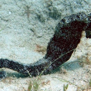 Seahorse - Barbados