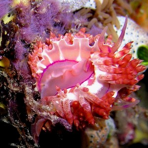 Flabellina Romance