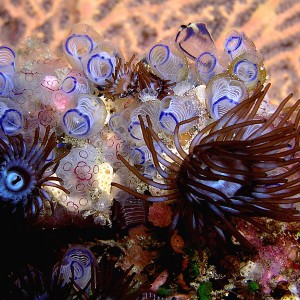 Marine Bonzai Garden