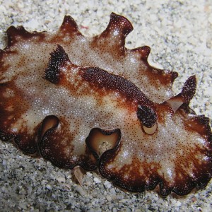 Nudibranch - Discodoris boholiensis