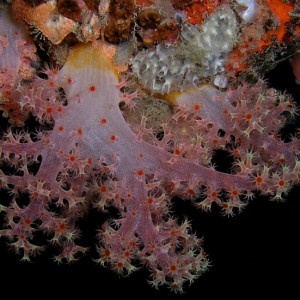 Delicate Scleronephthya Coral