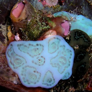 Baby Blue Soft Coral