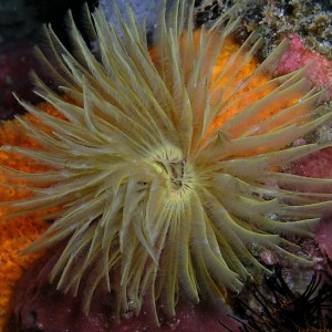 Feather Duster Worm