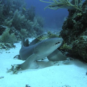 Nurse_Shark