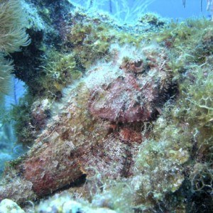 Scorpion_Fish