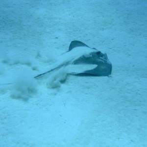 Shooting Stingray