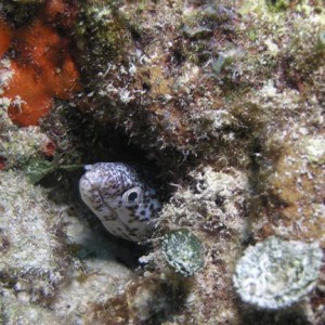 Spotted Moray