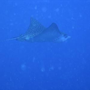 Spotted Eagle Ray