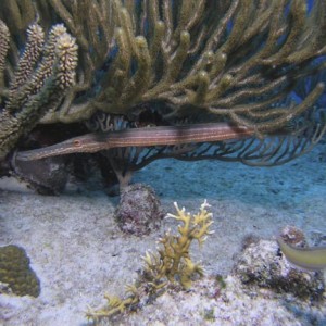 Trumpet Fish