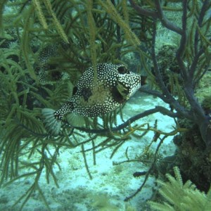 Trunk Fish Pair