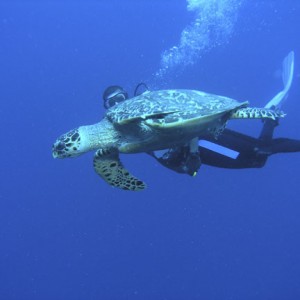 Hawksbill Turtle