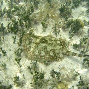 Yellow Eagle Ray