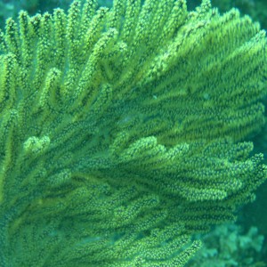 Coral