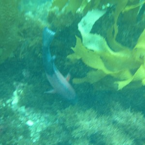 Young Sheephead