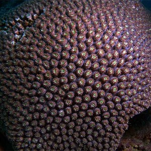 Underwater Flower Ball