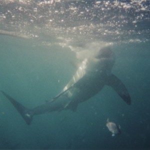 White Shark 1