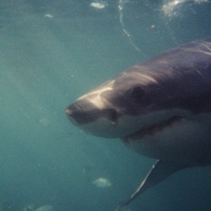 White Shark 3