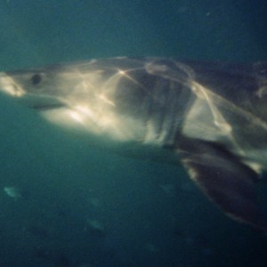 White Shark 4