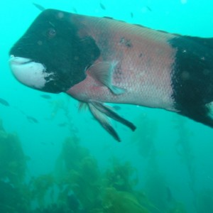 Large Sheephead