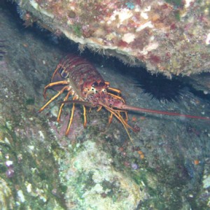 Lobster 6